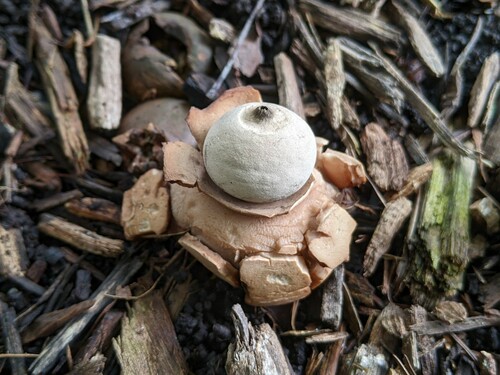 Geastrum triplex (Photo 2 of 10)