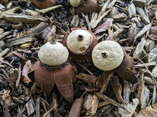 Geastrum triplex (Photo 4 of 10)