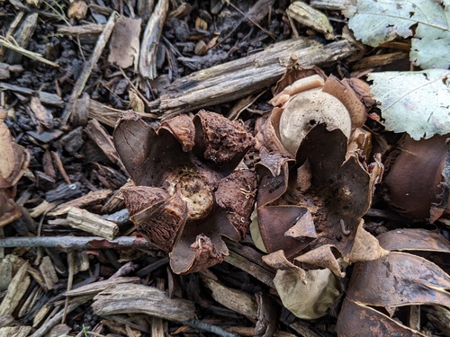 Geastrum triplex (Photo 5 of 10)