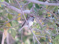 Passer domesticus