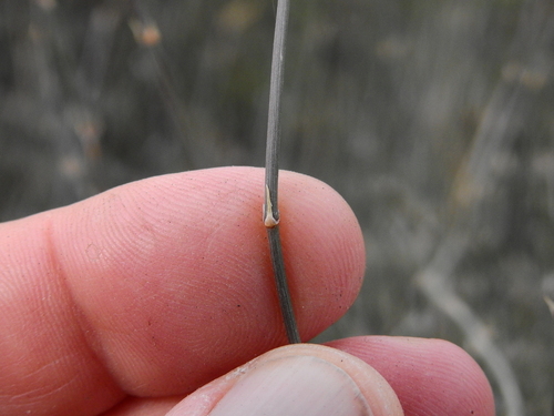 Ephedra triandra (Ephedra triandra)