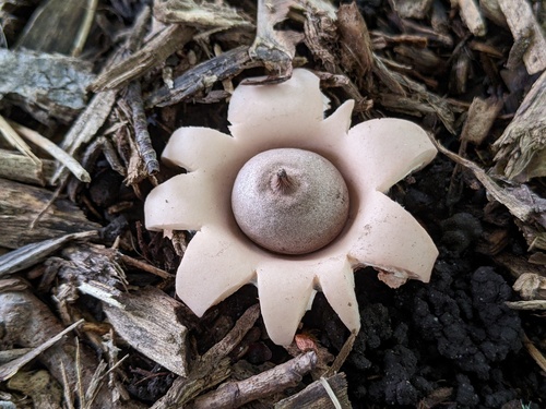 Geastrum morganii