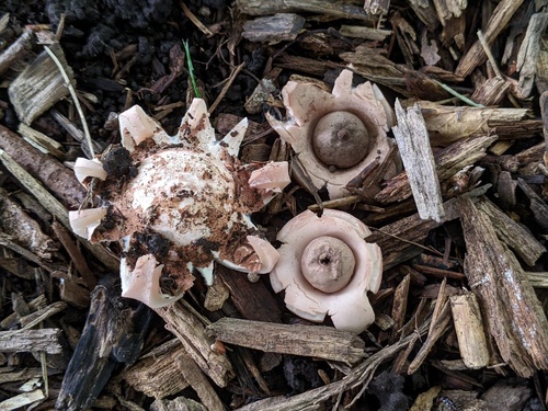 Geastrum morganii (Photo 2 of 3)
