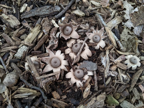 Geastrum morganii (Photo 3 of 3)