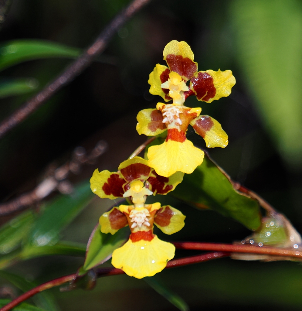 Otoglossum serpens