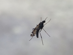 Anisopodidae