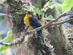 Anisognathus somptuosus