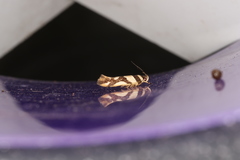 Macrobathra desmotoma