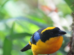 Anisognathus somptuosus