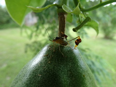 Anisoscelis foliaceus