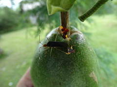 Anisoscelis foliaceus