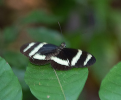 Heliconius pachinus