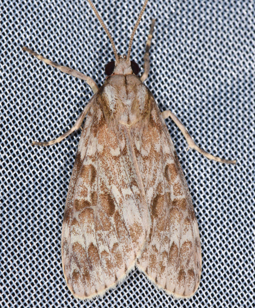 Punctumtergum maia