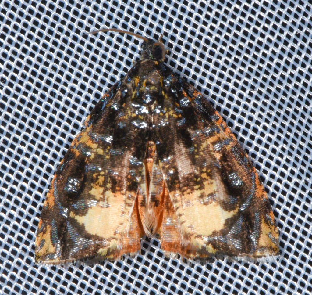 Mictopsichia hubneriana