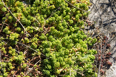 Sedum album