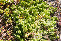 Sedum album