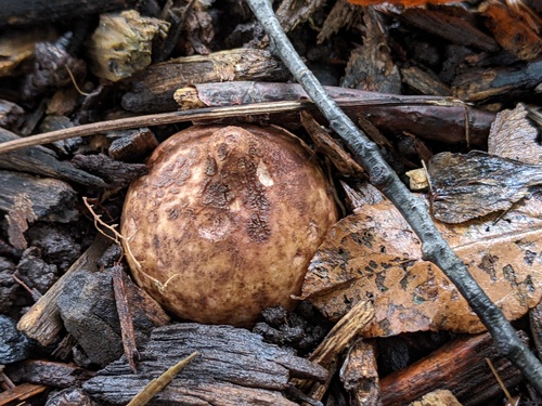 Geastrum triplex (Photo 7 of 10)
