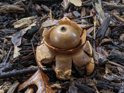 Geastrum triplex (Photo 8 of 10)