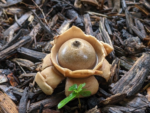Geastrum triplex