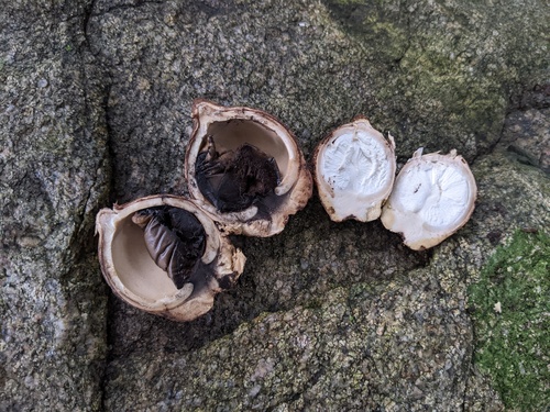 Geastrum triplex (Photo 9 of 10)