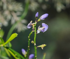 Comesperma volubile