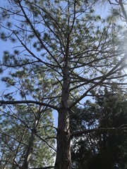 Pinus elliottii densa