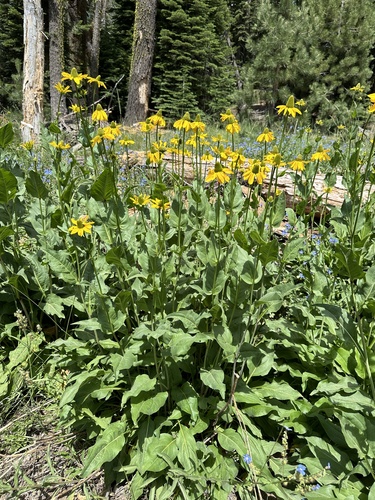 California coneflower (Rudbeckia californica)