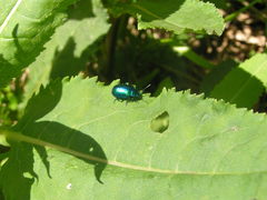 Oreina cacaliae