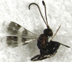 Gelis tenellus