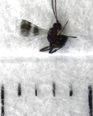 Gelis tenellus