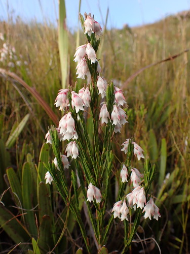 Image of Erica dianthifolia by (c) Ren Hoekstra, some rights reserved (CC BY)