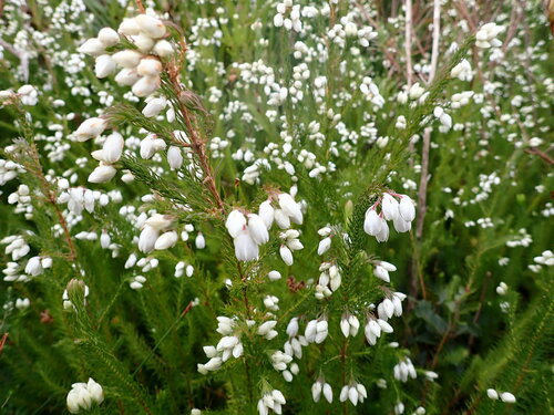 Image of Erica papyracea by (c) Ren Hoekstra, some rights reserved (CC BY)