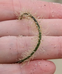 Abietinaria