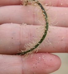 Abietinaria