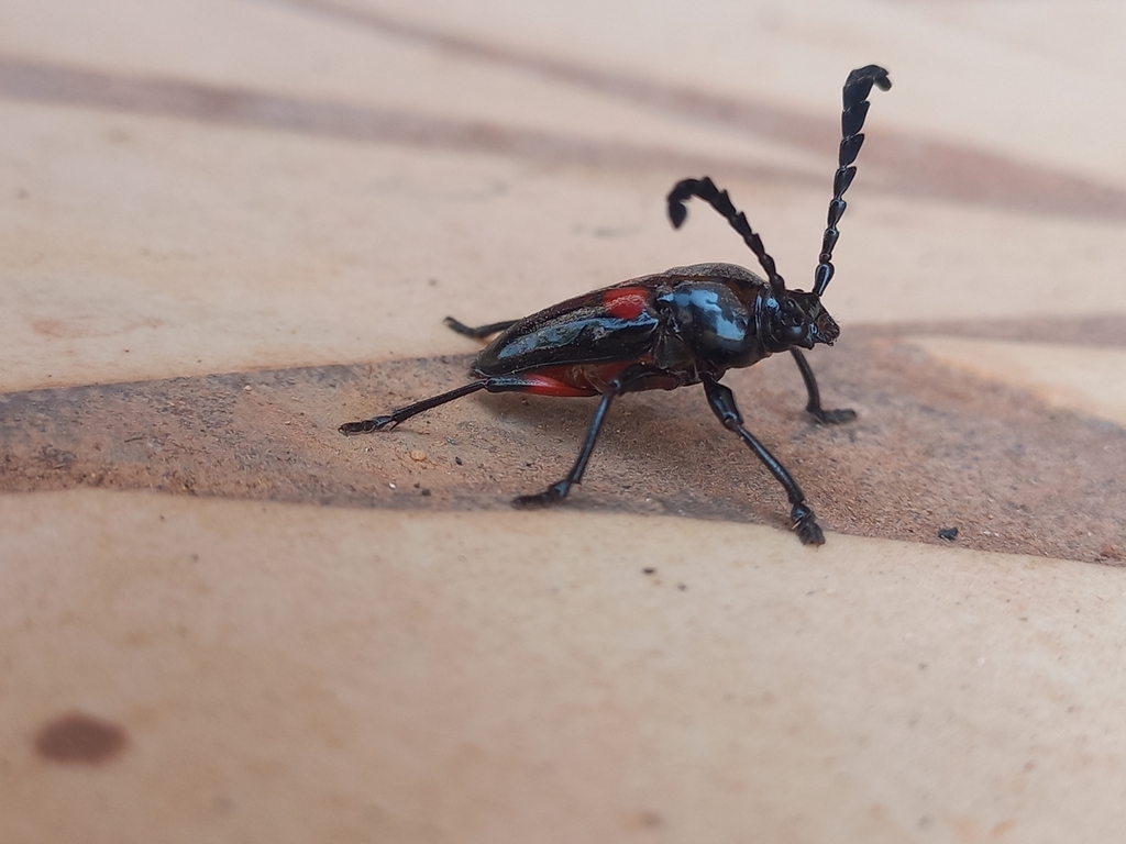 Lissonotus unifasciatus