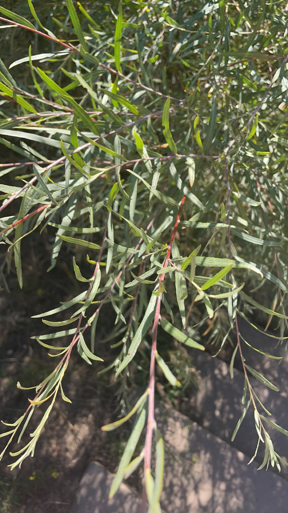Narrowleaf Willow from Glenwood Springs on September 25, 2023 at 1131