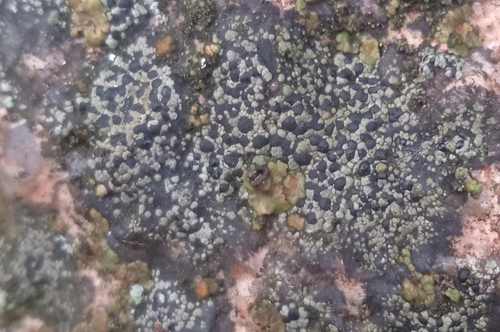 Rhizocarpon grande, 2023-09-24