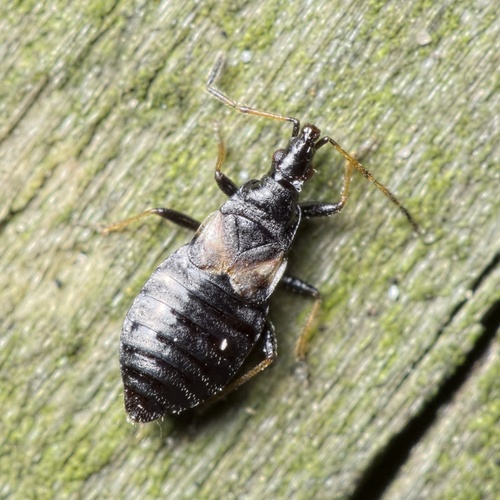 Temnostethus gracilis Horváth, 1907