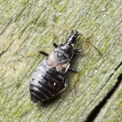 Temnostethus gracilis