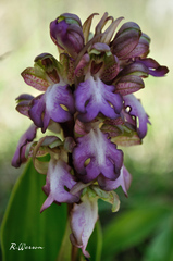 Himantoglossum robertianum