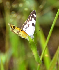 Colotis vesta