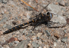 Williamsonia lintneri