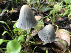 Coprinellus impatiens