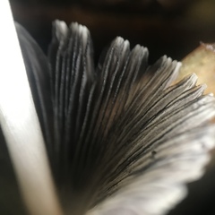 Coprinellus impatiens