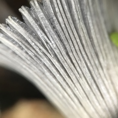 Coprinellus impatiens
