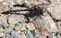 Williamsonia lintneri