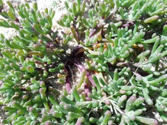 Mesembryanthemum nodiflorum