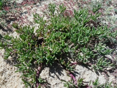 Mesembryanthemum nodiflorum
