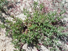 Mesembryanthemum nodiflorum