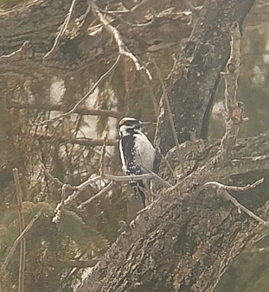 Hairy Woodpecker (Leuconotopicus villosus)